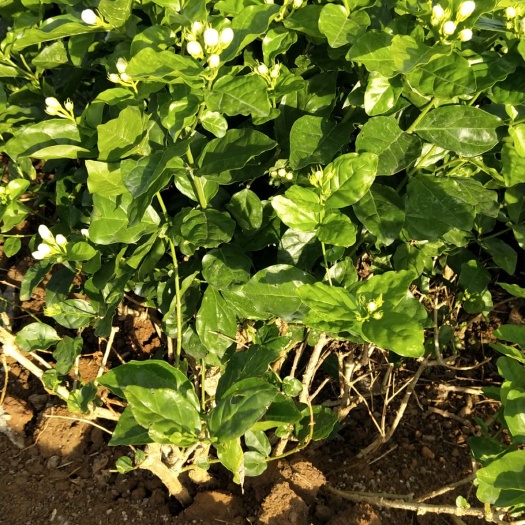 横州市茉莉花苗
