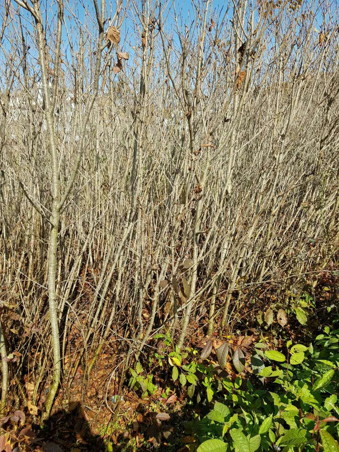  出售花椒苗，樱花苗，车厘子，苹果苗，核桃苗，华山松，等等各