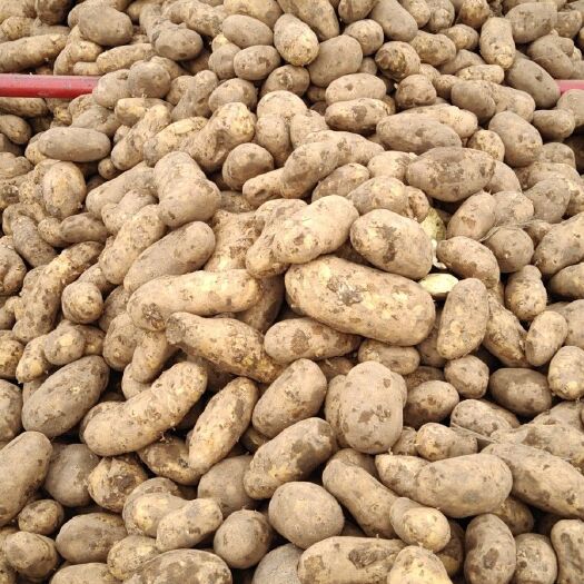 涿鹿县 库存V4黄心土豆出库，1000吨，需要的联系，张小云