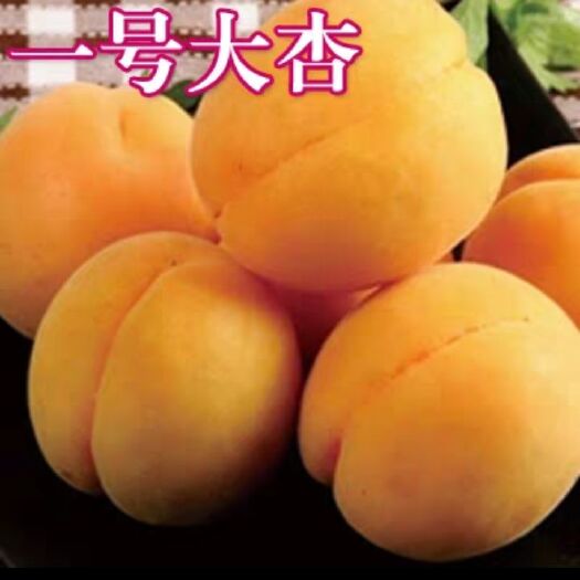 平邑县凯特杏苗 凯特杏