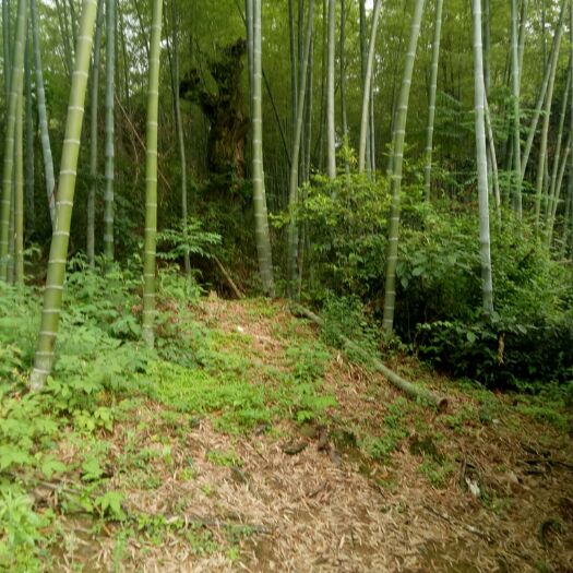 泾县楠竹 高山毛竹