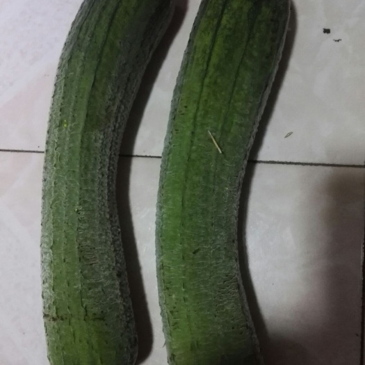 重庆市青皮香丝瓜 30cm以下