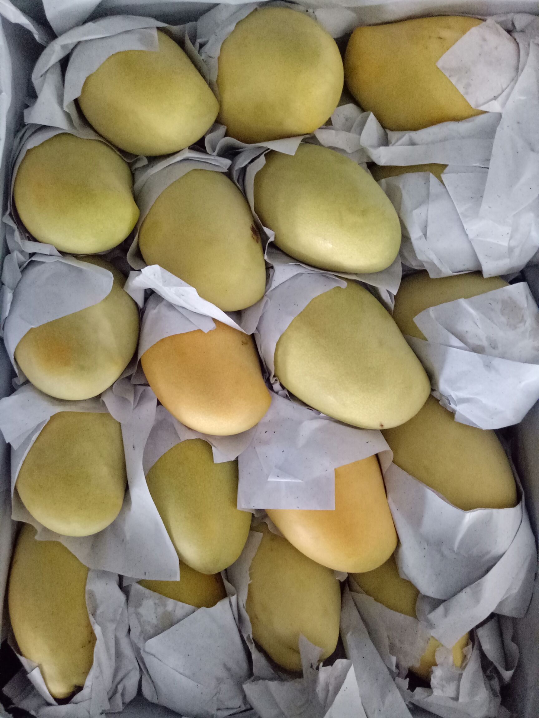 越南青芒 越南大青芒，高乐蜜，玉芒