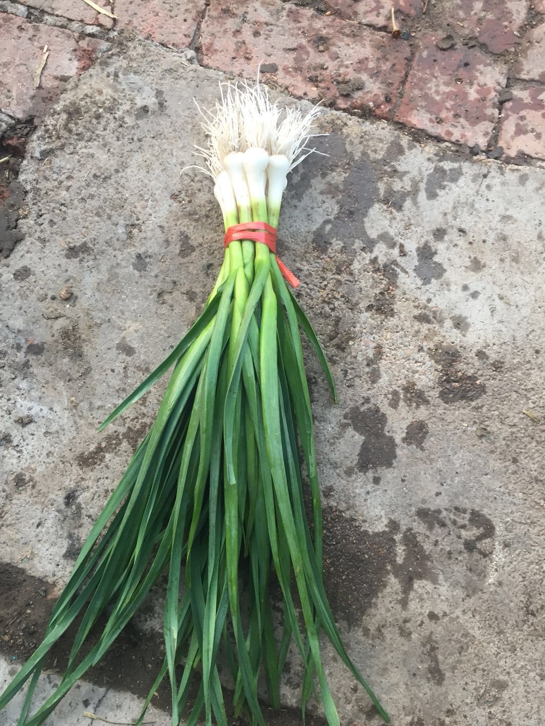 东北一点红蒜苗大量上市