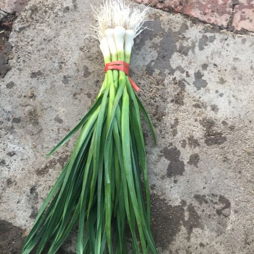 东北一点红蒜苗大量上市