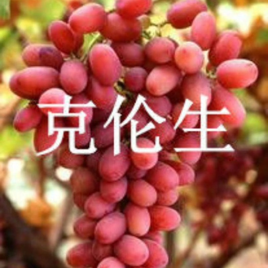 昌黎县克伦生葡萄苗 河北昌黎，无核品种，高产耐储运，保证纯度，成活率