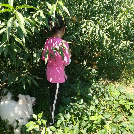 沂水县锦香黄桃 沂蒙山晚黄金，蟠桃。供应量数万斤，欢迎合作……
