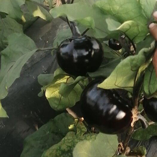 寿光市 新贵黑圆茄子苗