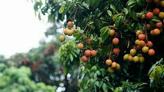  正品 桂味荔枝