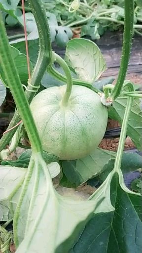 眉县 宝鸡甜瓜