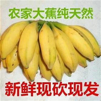芭蕉 农场自产大蕉