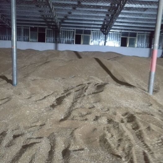 邳州市 优质小麦    量大从优   可以长期合作