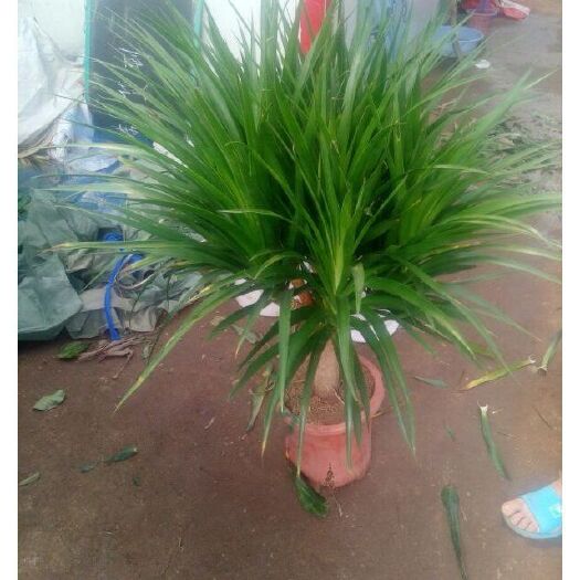 丹阳市龙血树盆栽 大型绿植龙须树龙血树龙铁树室内客厅单头70Cm高