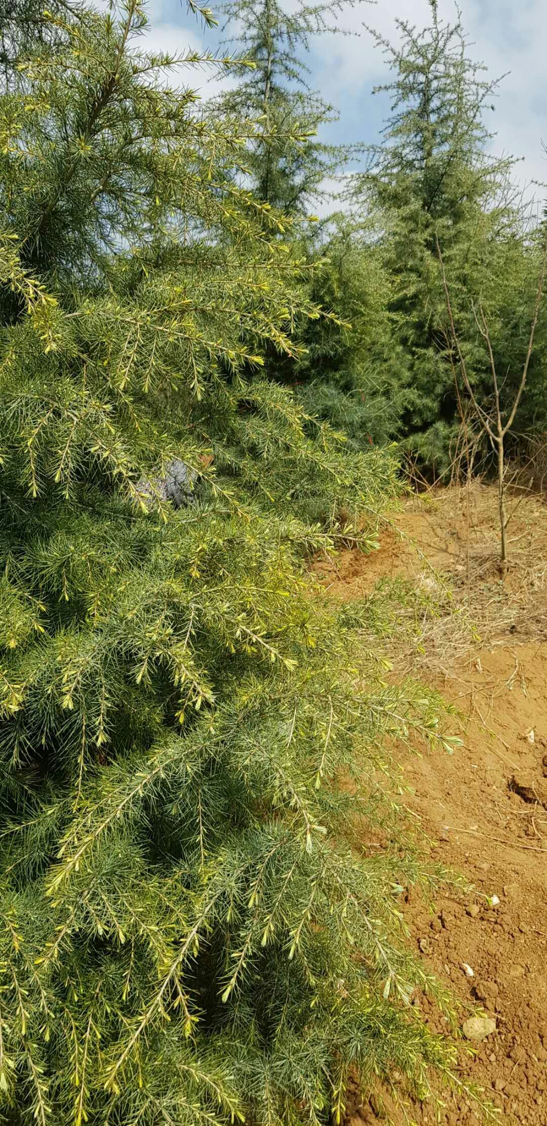  出售花椒苗，樱花苗，车厘子，苹果苗，核桃苗，华山松，等等各