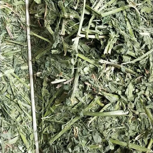 永昌县 草：苜蓿草
