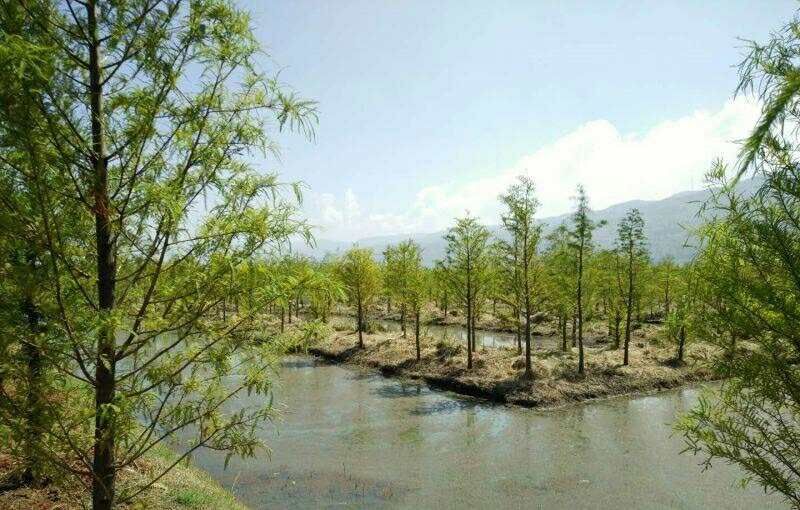 盐城 便宜的墨西哥落羽价格哪里有  精品落羽杉基地这里最大