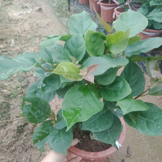 漳州 小盆三角梅