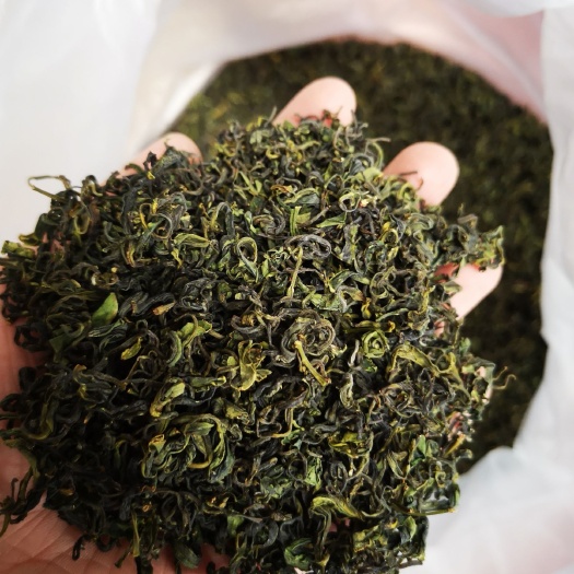 日照 日照绿茶春茶批发口粮茶好喝耐泡