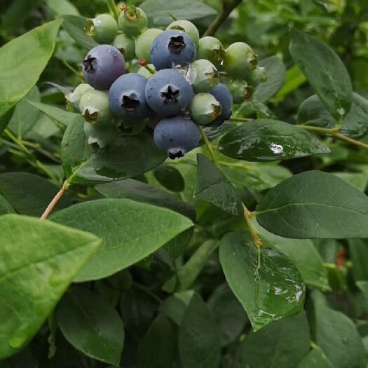 新昌县 蓝莓大量供货100块2斤包邮