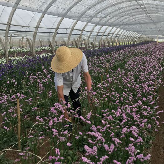 广州 2018创意跑江湖地摊称斤鲜花勿忘我热销水晶草干花批发云南