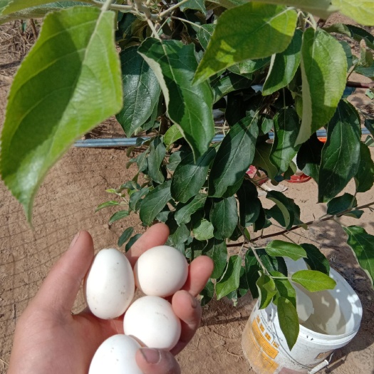 南乐县 柴鸡蛋，笨鸡蛋，土鸡蛋