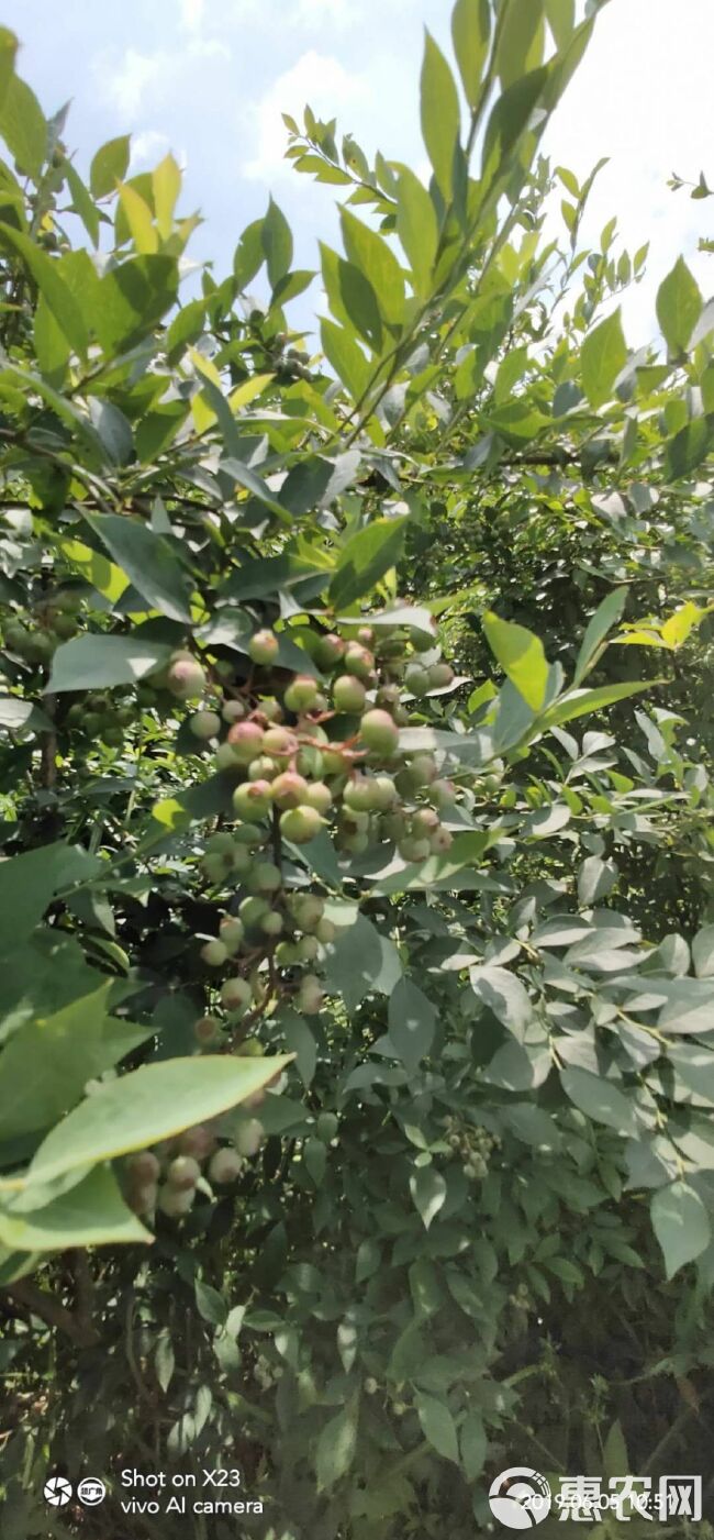  露天天然仿植野生蓝莓，大兔眼小兔眼，可供应至8月