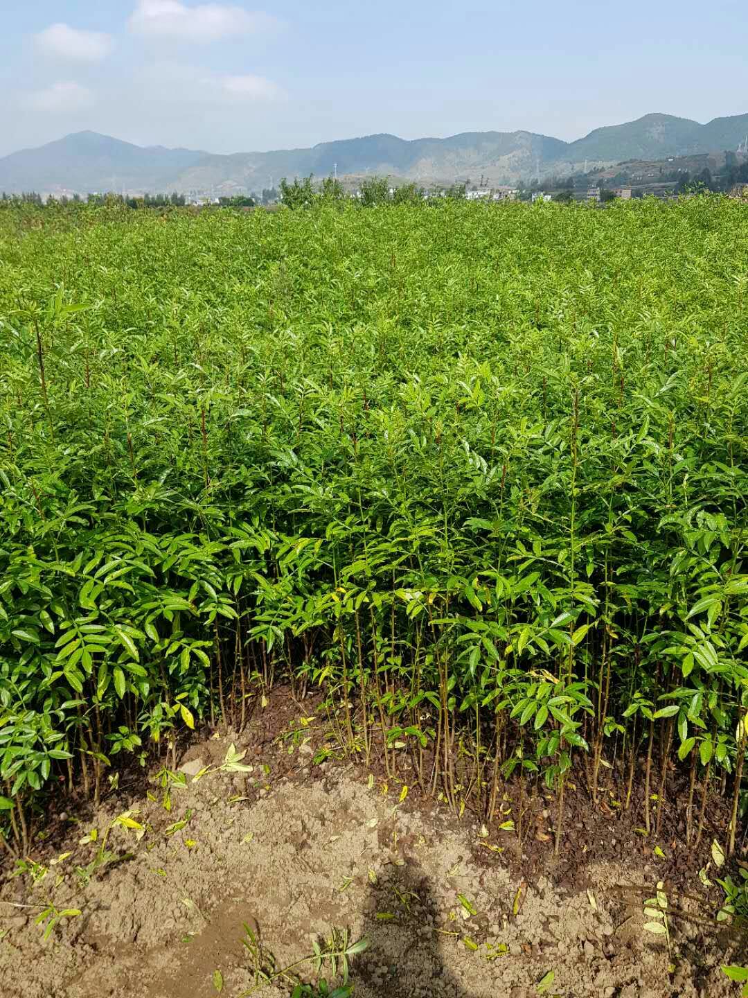  出售花椒苗，樱花苗，车厘子，苹果苗，核桃苗，华山松，等等各