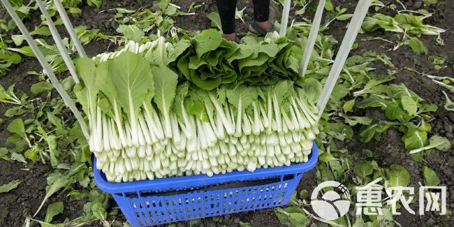 毛白菜  专业种植大棚小白菜、瓢儿白、