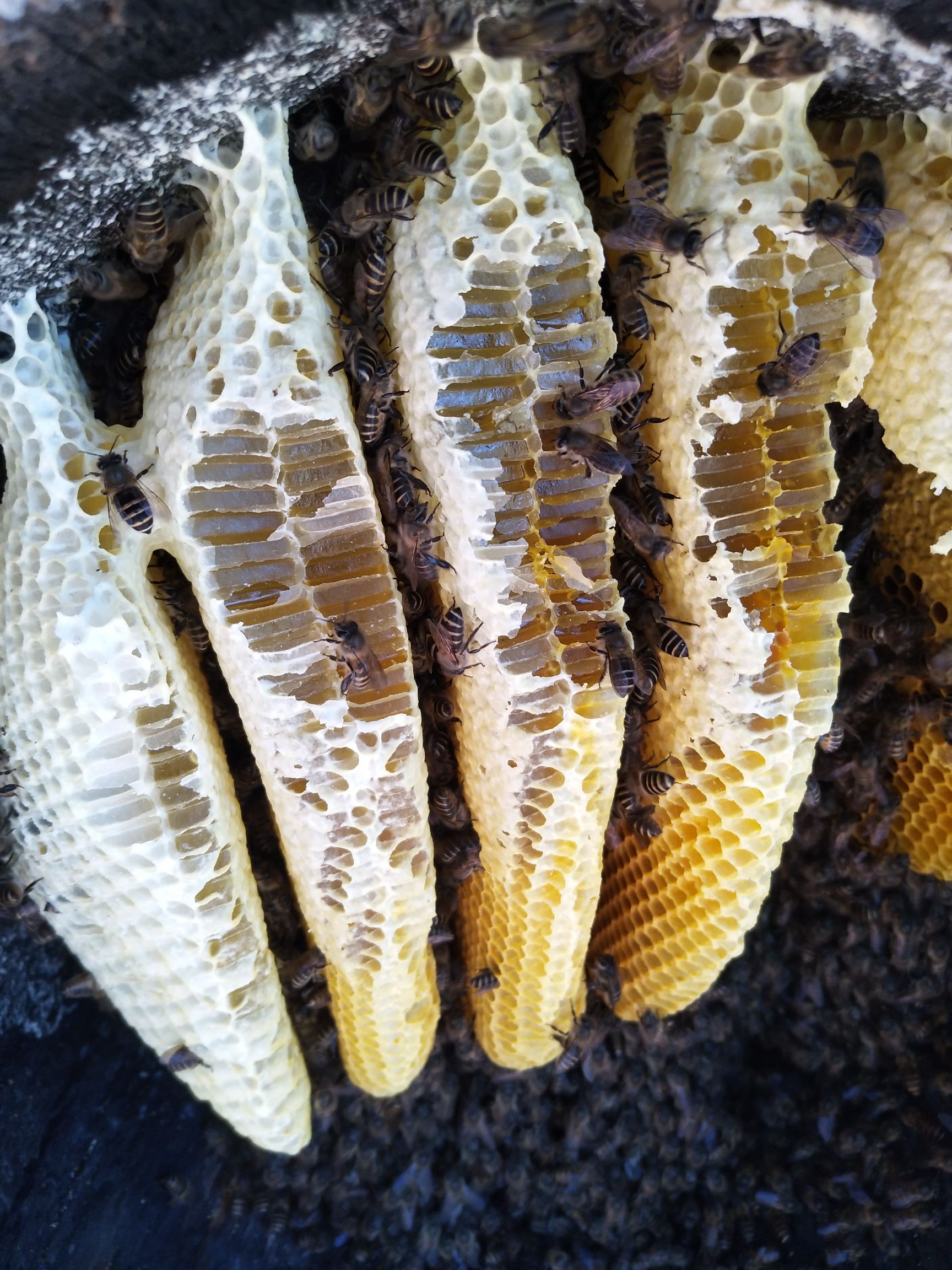 土蜂蜜 野生百花蜜