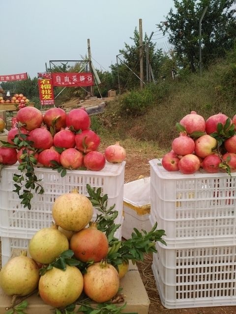 枣庄果石榴 大量供应嫁接大红袍、大马牙石榴树，北方最好品种，自家培植！