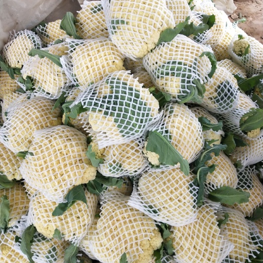 聊城松花菜 我处冷棚有机散花大量上市