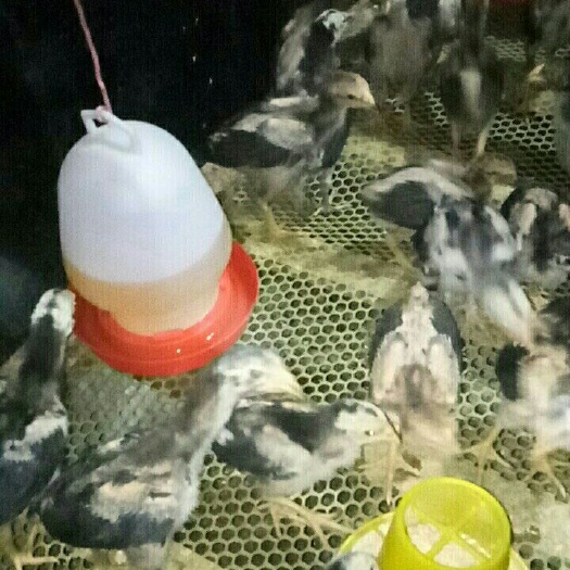 商丘斗鸡苗 斗鸡打包优惠