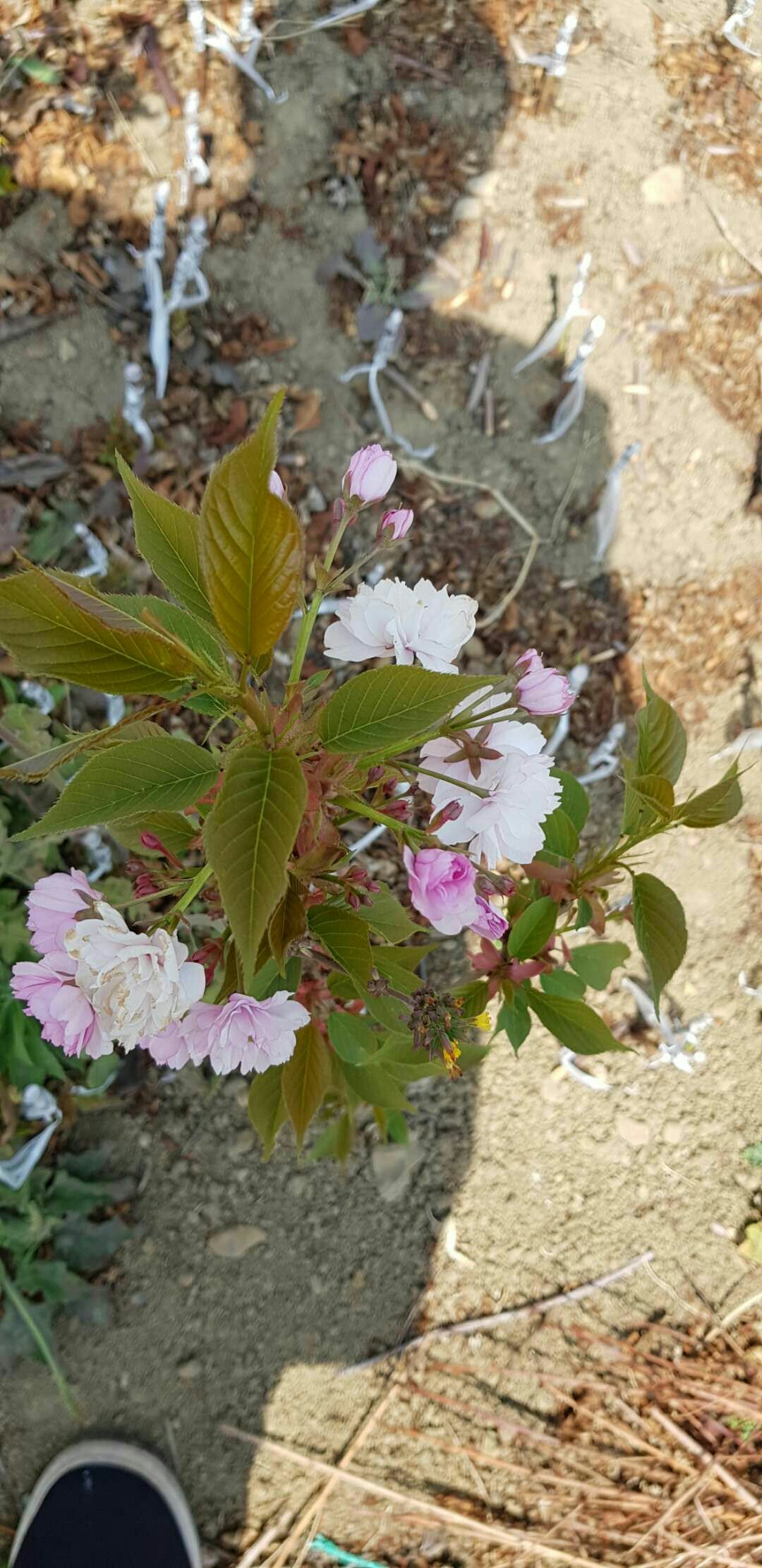 出售花椒苗，樱花苗，车厘子，苹果苗，核桃苗，华山松，等等各
