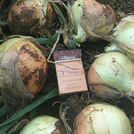 诸城市黄皮洋葱 9cm以上