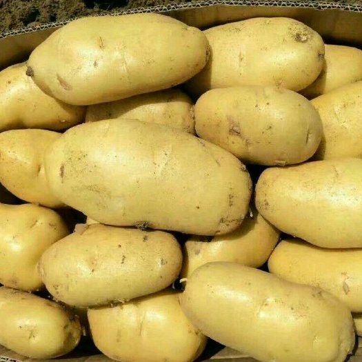 上海荷兰十五黄心土豆大量上市货源充足