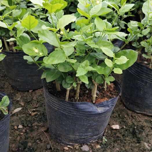 灵山县 茉莉花苗