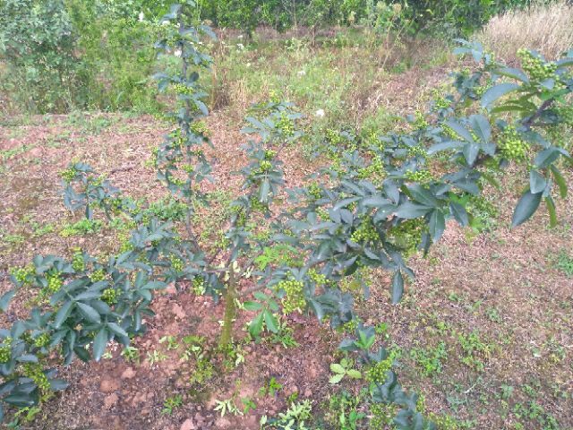 重庆市青花椒 特级 鲜花椒