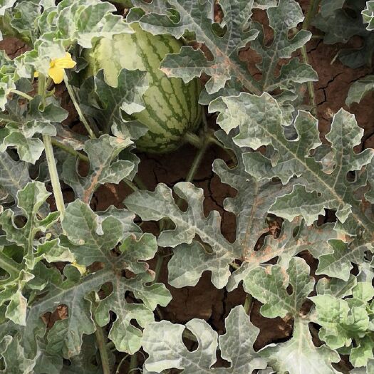 曲周县 几十亩龙卷风西瓜成熟