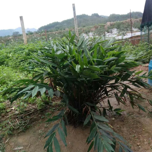 那坡县江永香姜 混装通货 带土