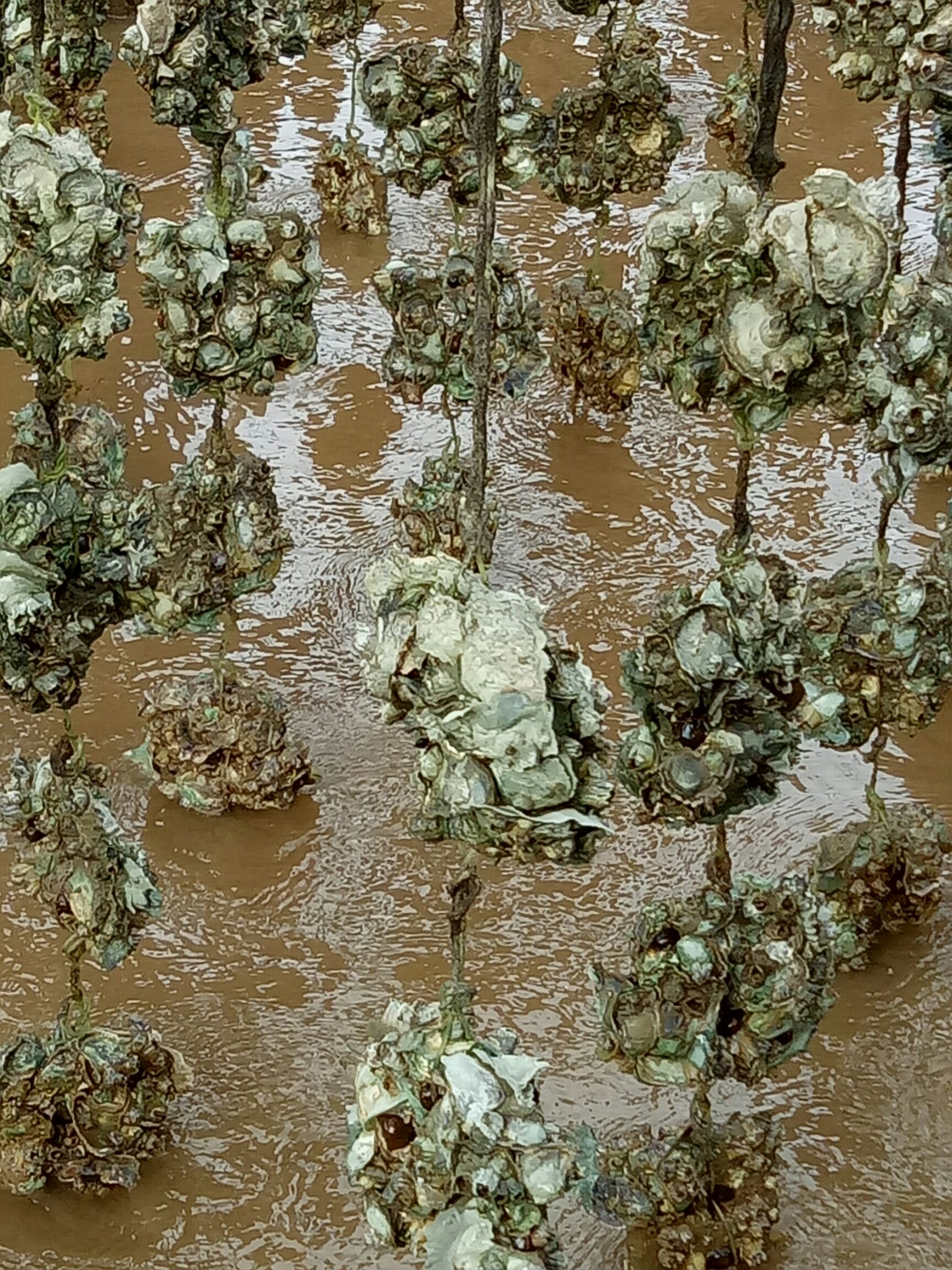 珠海 供应蚝苗，3-6公分，一条五板