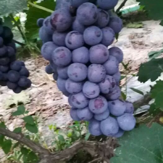 单县 夏黑葡萄 巨峰葡萄大量成熟  产地直供，一件代发。