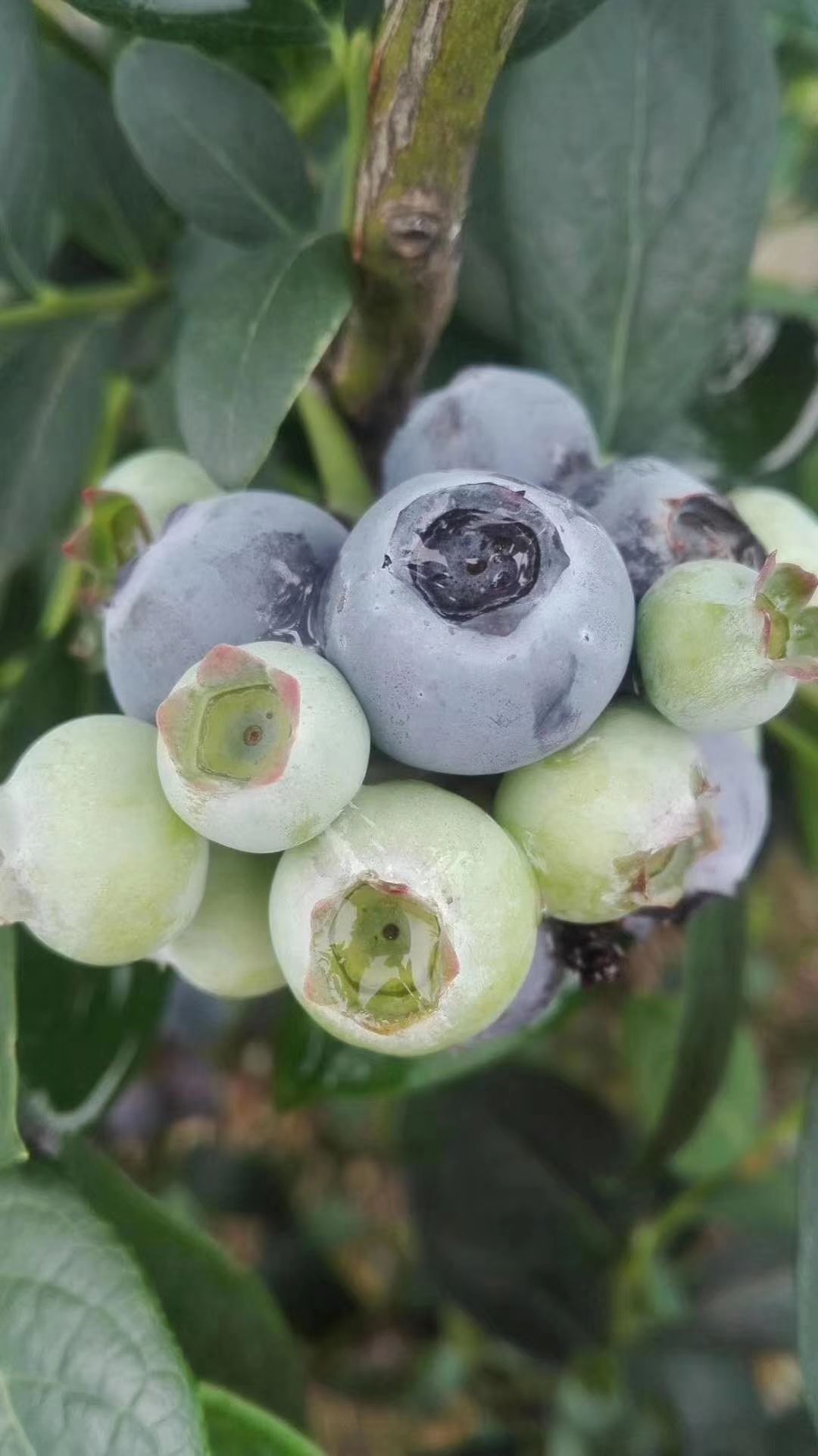  蓝莓大量供货100块2斤包邮