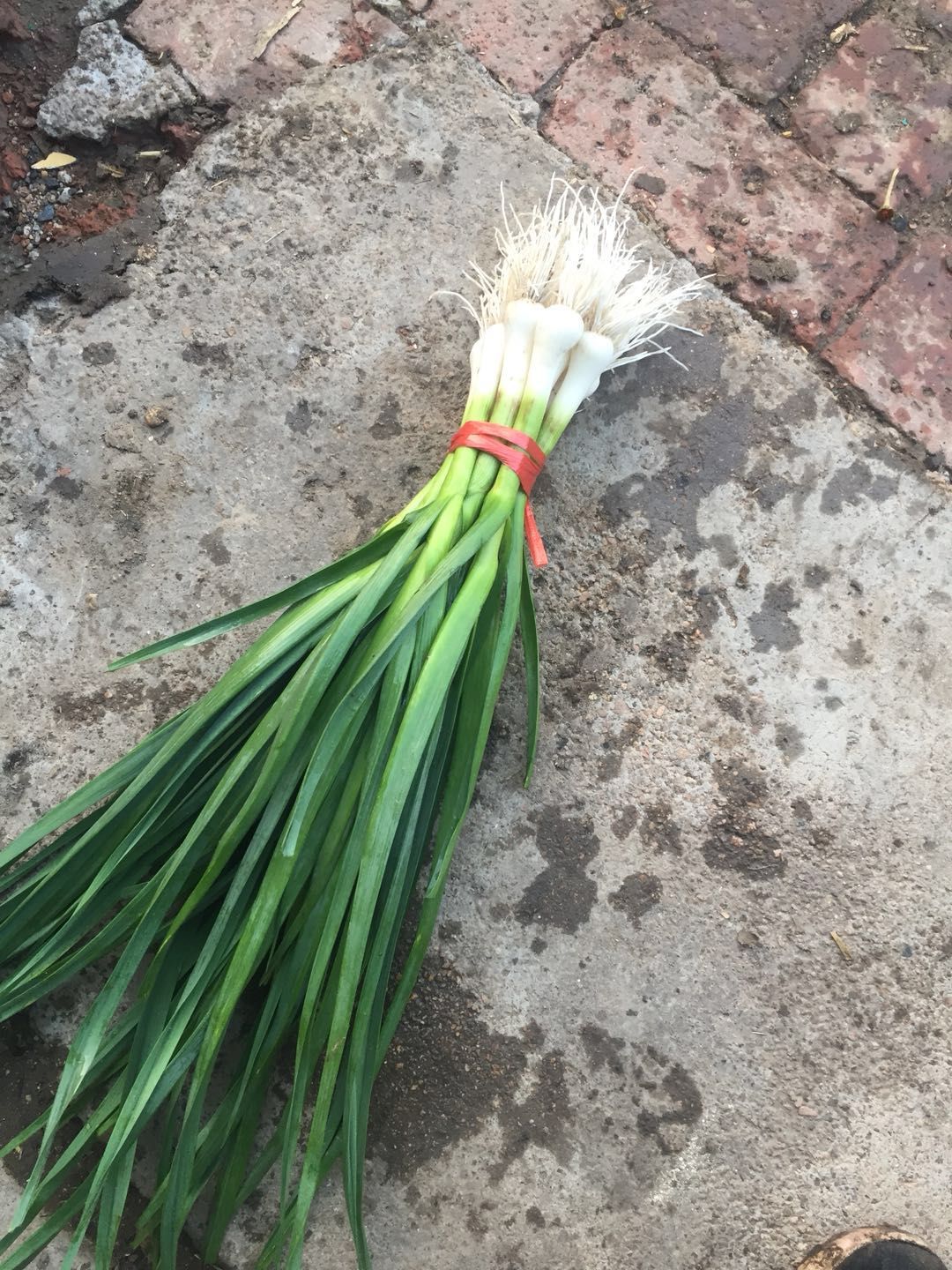 东北一点红蒜苗大量上市