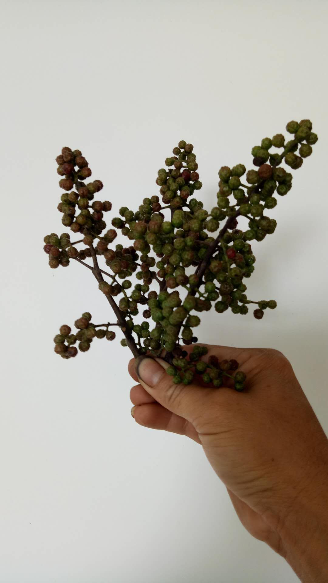 九叶青花椒苗