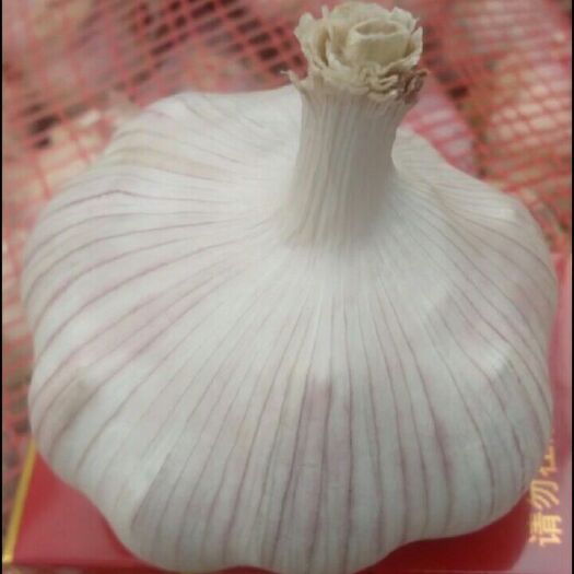 杞县杞县大蒜 混级统货 多瓣蒜