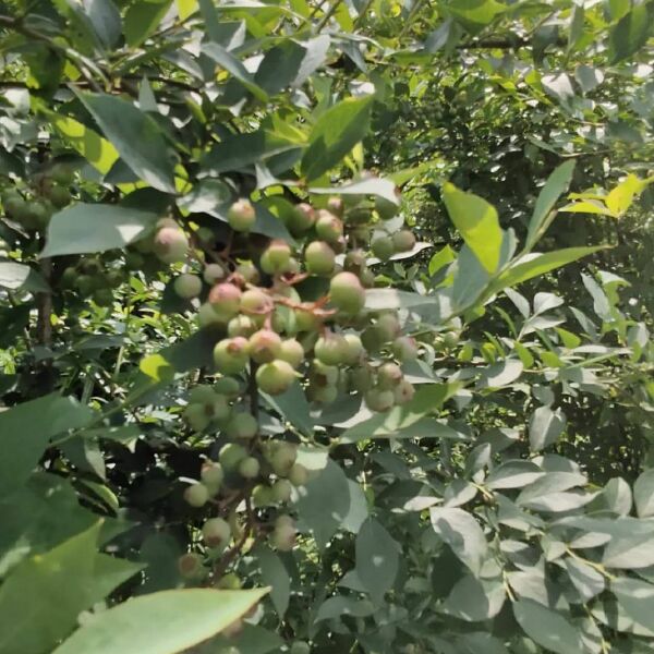  露天天然仿植野生蓝莓，大兔眼小兔眼，可供应至8月