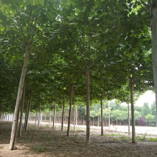 嘉祥县法国桐树 法桐，