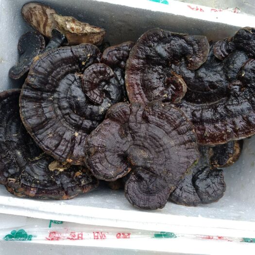 乐业县 十万大山新鲜黑灵芝