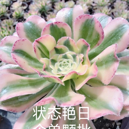 平乡县艳日伞单颗  精品状态艳日伞
