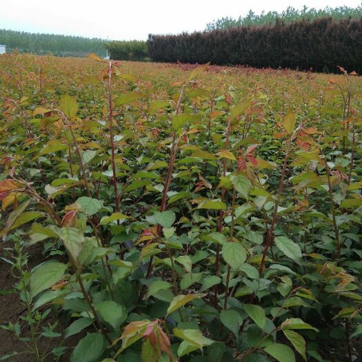 新沂市垂梅 骨里红，宫粉，绿梅，龙游梅多个品种